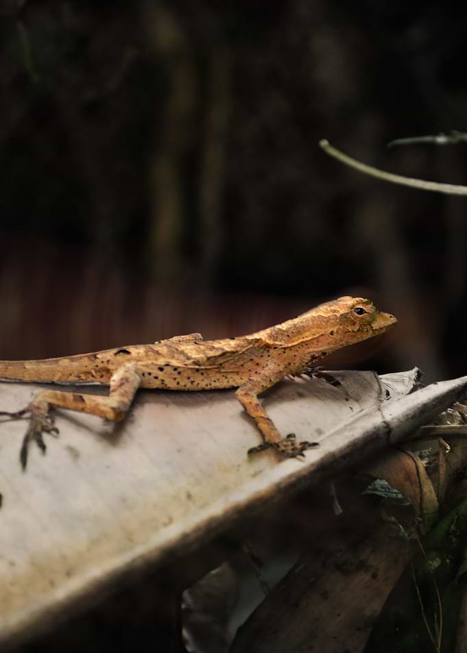 Lizard in Guard