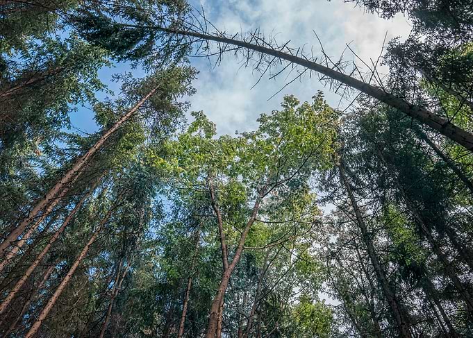 The Forest