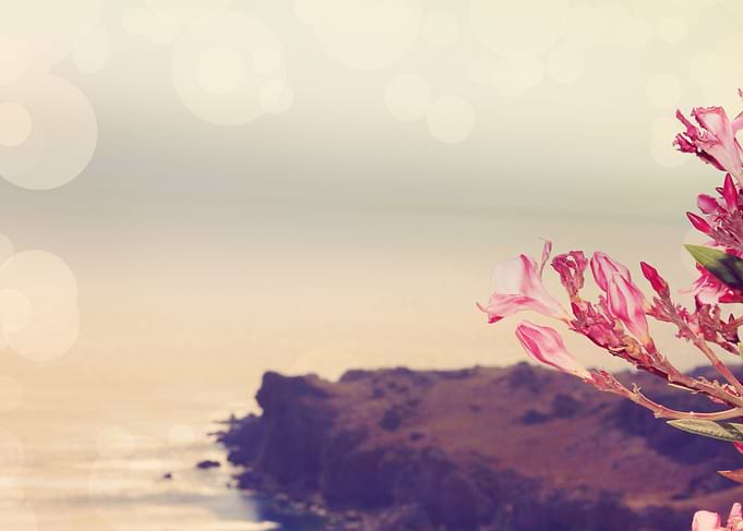 Flowers in Paradise 3
