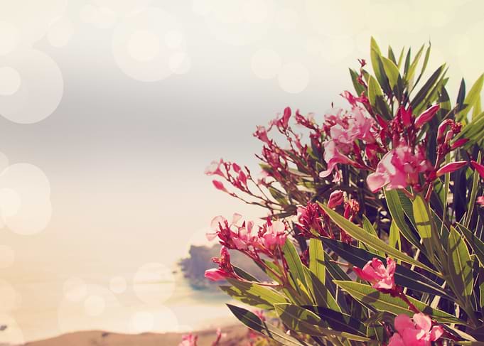 Flowers in Paradise 2
