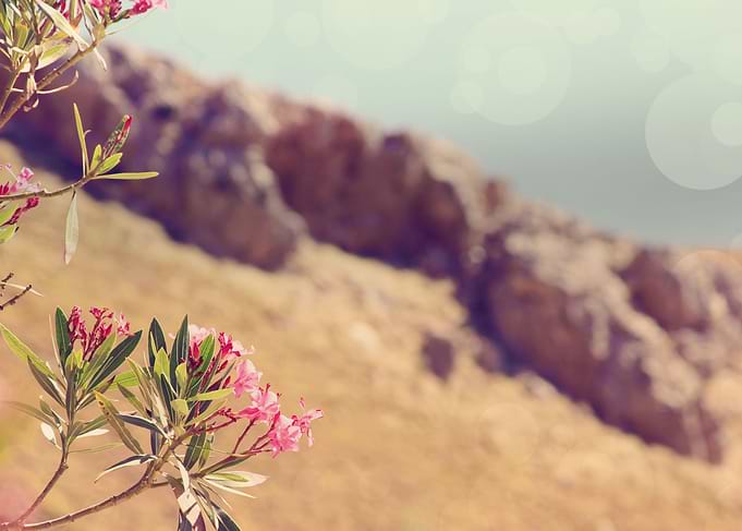 Flowers in Paradise 1