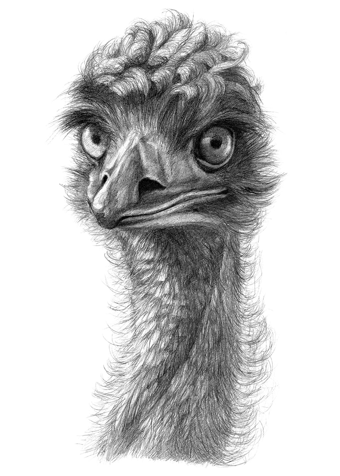 Curly Emu SK099
