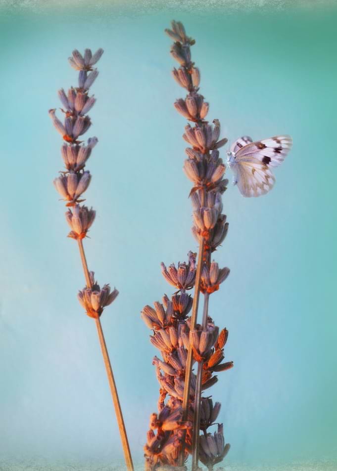 Lavender