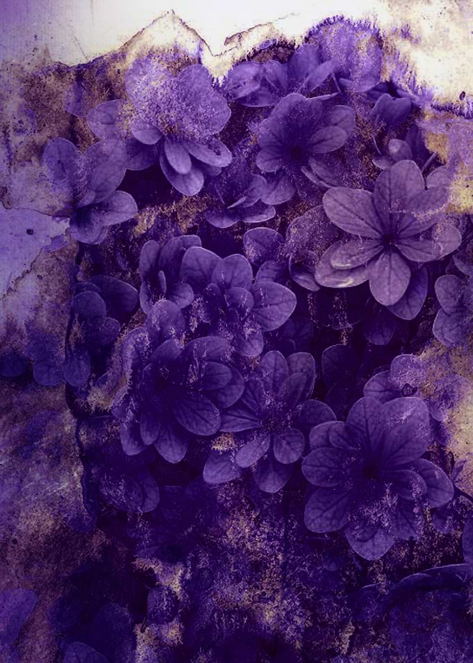 purple flowers