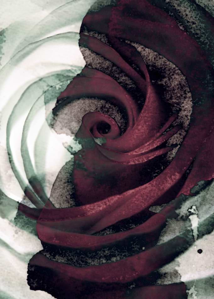 ribbon rose