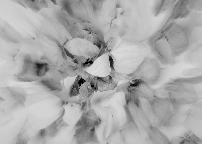 Dying Orchids ©2014 Anita Kovacevic