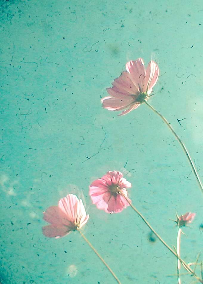 Meadow
