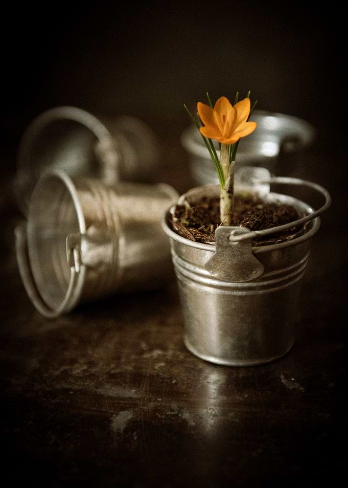 Still life with steel buckets and blooming yellow crocu ...