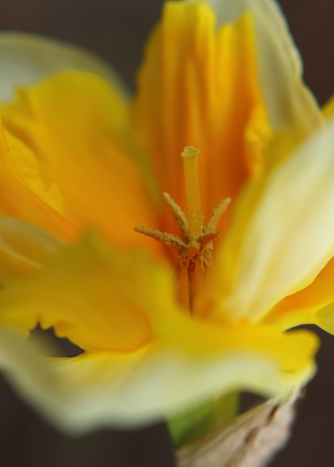 detail photography of a daffodil