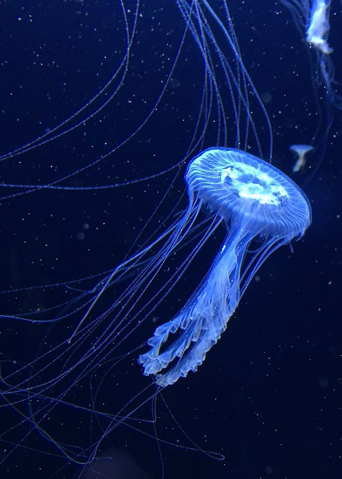 Jelly under water CB