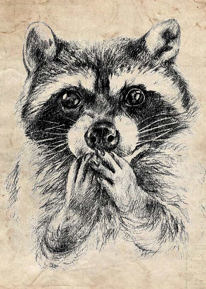 Surprised raccoon