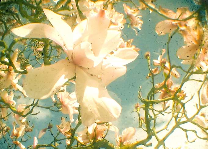 Magnolia