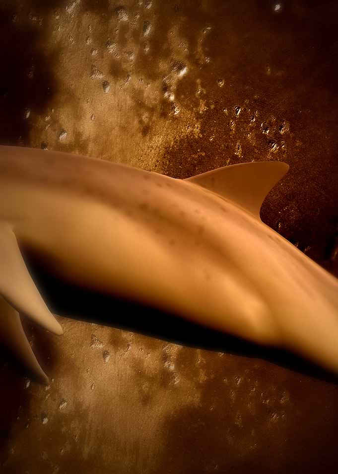 Dolphin