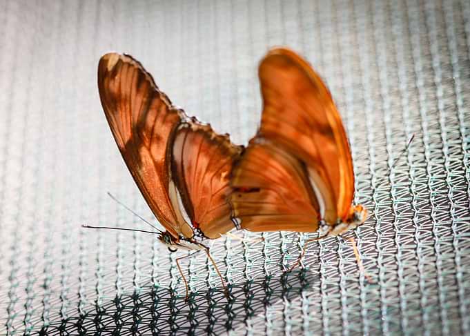 Julia Heliconian Dryas Julia