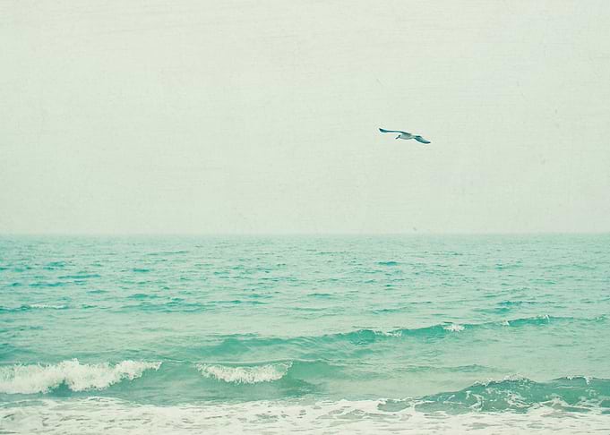 Lone Bird