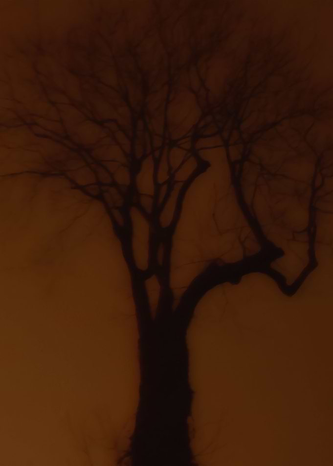 wood and fog