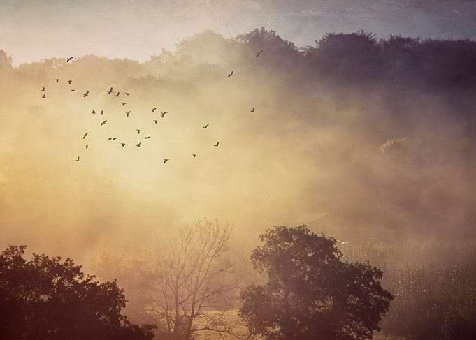 Fog Glow