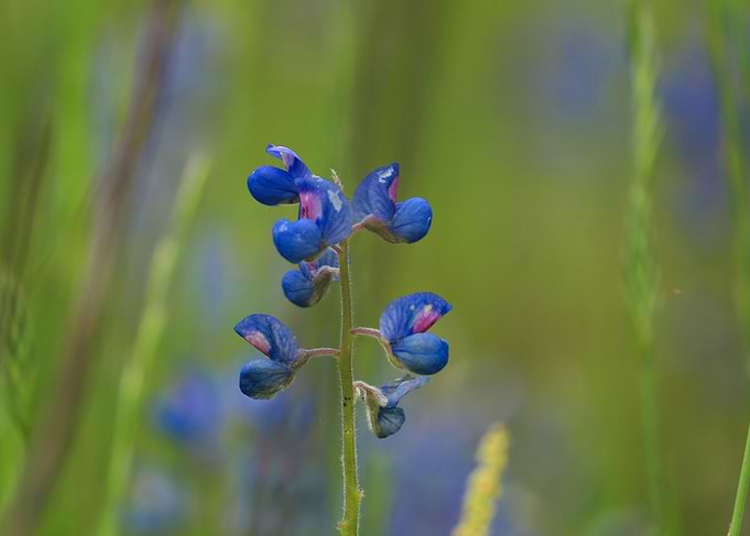 Texas Bluebonnets 1