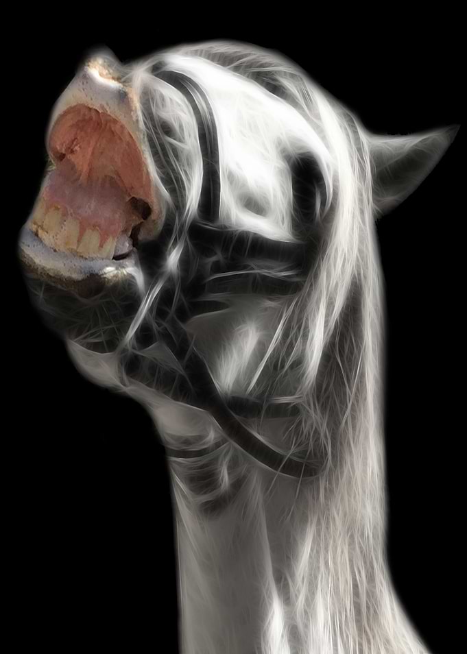 Funny Horse CB
