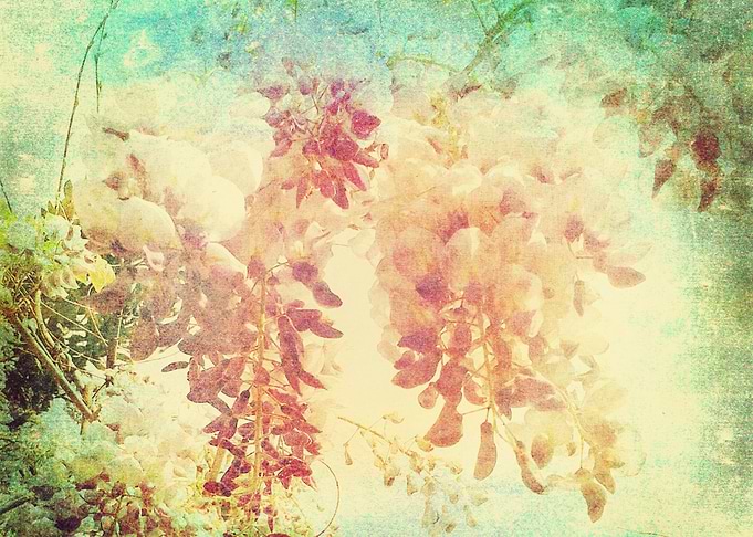 Wisteria dreams