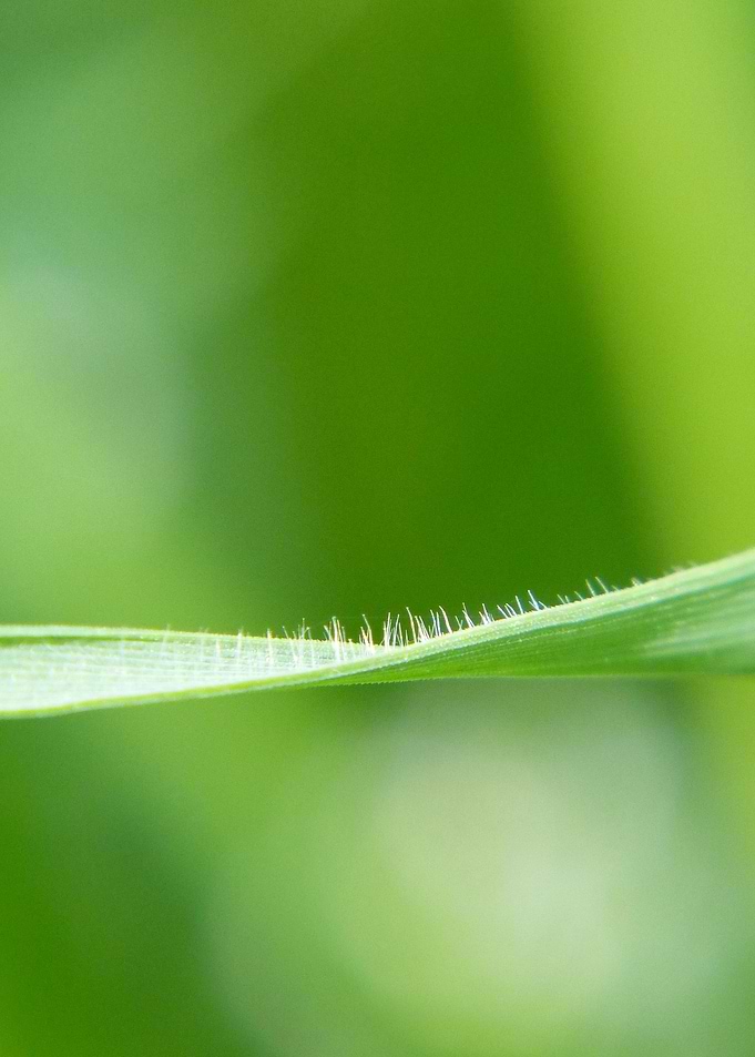Grass!!