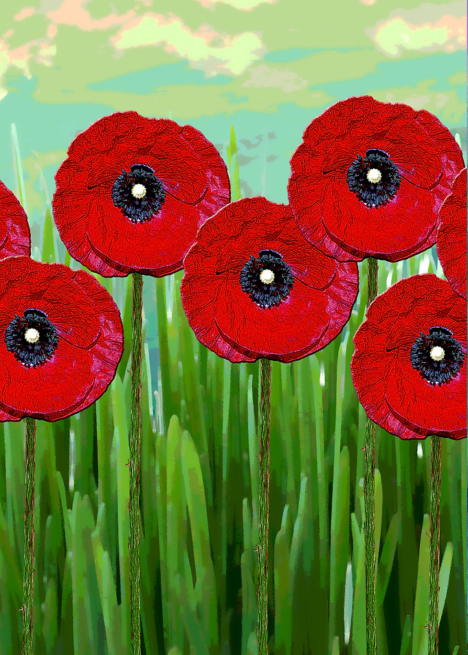 Poppies