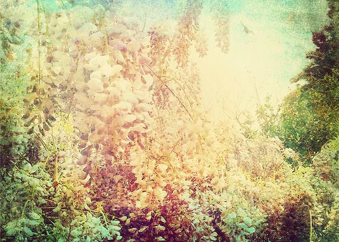 Vintage Wisteria