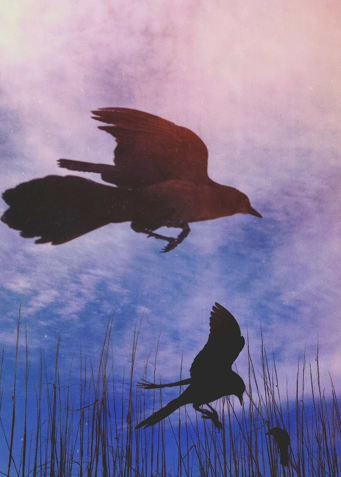Fly