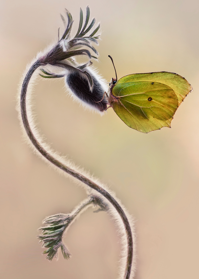 Spring impression with butterfly