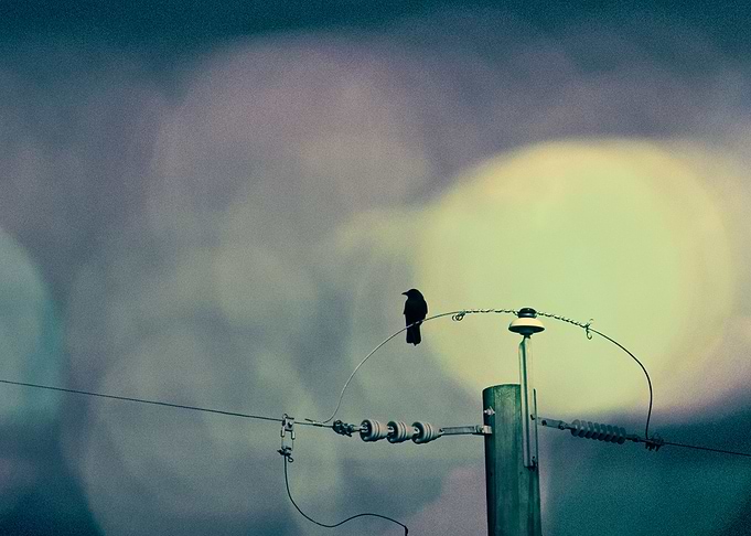 City Crow