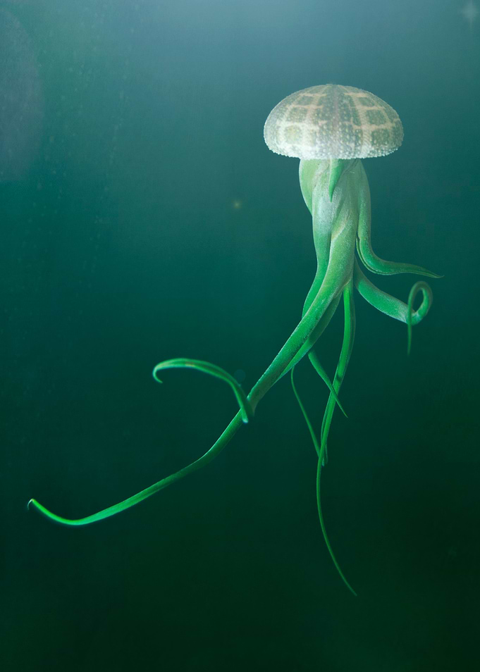 Medussa