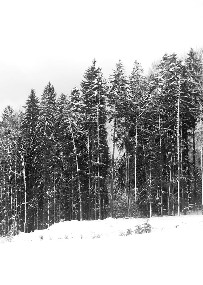 Whispering Peace ©2015 Anita Kovacevic Taken in German ...