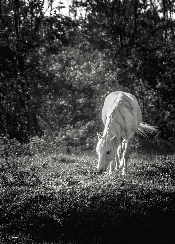 Delta Horse V