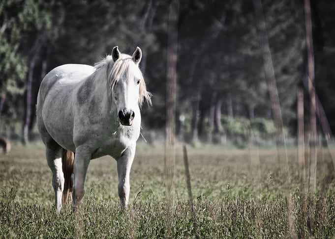 Delta Horse II