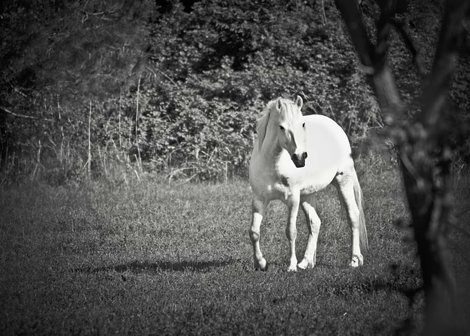 Delta Horse VI
