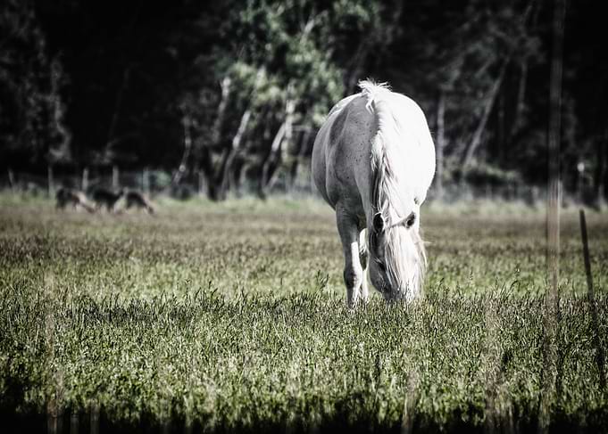 Delta Horse