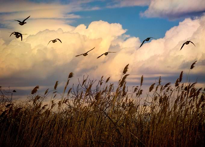 Wetlands