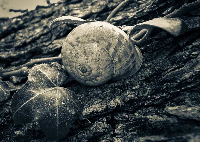 Slug