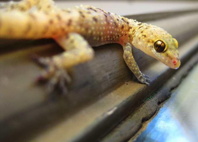 Lizard Stare
