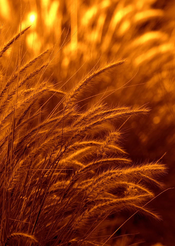 The Daylight Fades Golden grass absorbing the last of t ...