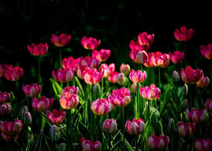 Pink Tulip Flowers
