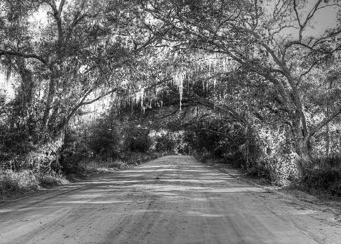 shady road