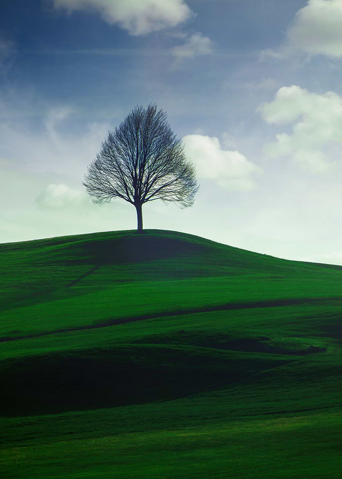 One Tree Hill