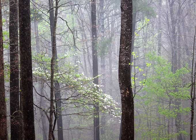 Misty Morning