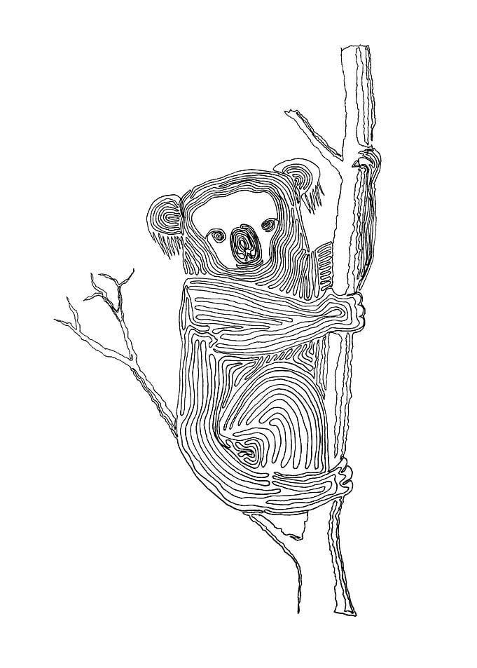 Koala - Drawing with One Line Line begins at the top of ...