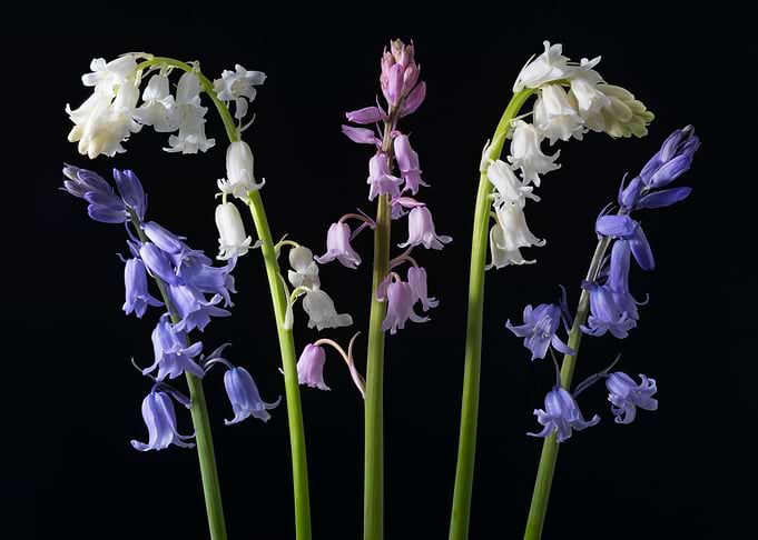 Bluebells Whitebells Pinkbells? In the midst of my usu ...