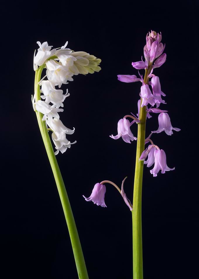 Whitebells, Pinkbells? In the midst of my normal bluebe ...