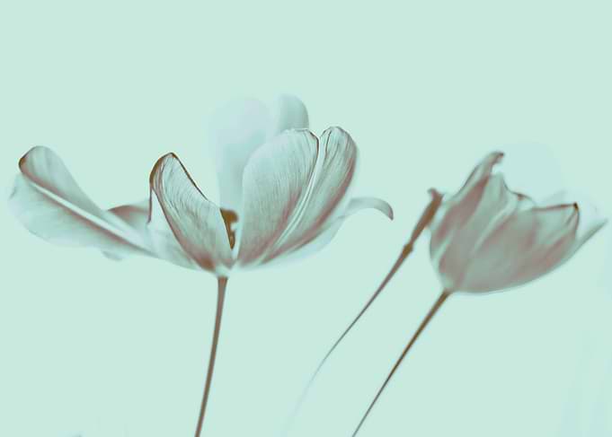 Tulips from the garden. ©Valerie Rosen.