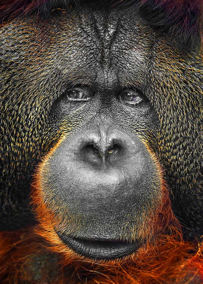 Orangutan