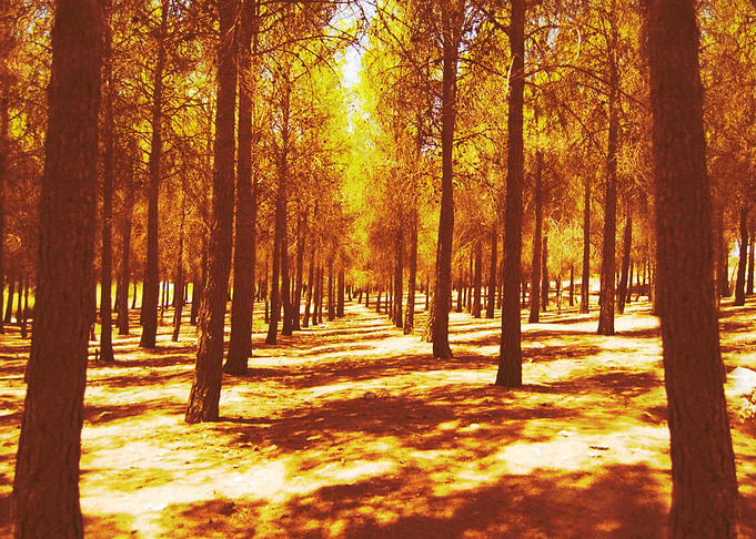Into the woods